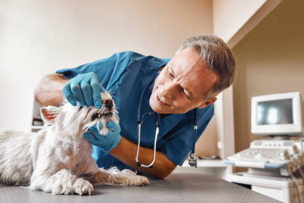 Best Weekend Emergency Dentist in Chatsworth, GA